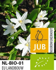 Chionodoxa luciliae alba.jpg